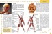 Фото Про тіло людини Енциклопедія для допитливих 4