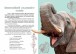 Фото Вусохвості й лапокрилі. Читанка про тварин 2