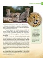 Фото Енциклопедія для допитливих А5 : Хижаки (Українська, 01 КРЕЙДОВАНИЙ ) 9