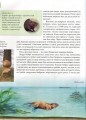 Фото Енциклопедія для допитливих А5 : Тварини - винахідники і будівельники (Українська, 01 КРЕЙДОВАНИЙ ) 9