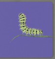 Фото Insects. Collect the rainbow 6