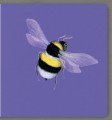 Фото Insects. Collect the rainbow 10