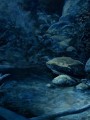 Фото Милий морок 8