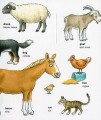 Фото My first English words. Тварини 4