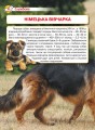 Фото Енциклопедія. Собаки 5