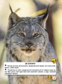 Фото Світ навколо нас. Великі кішки 3