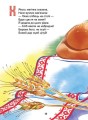 Фото Українська абетка 6