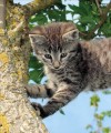 Фото The Cat Encyclopedia 6