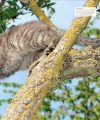 Фото The Cat Encyclopedia 7