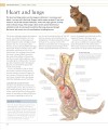 Фото The Cat Encyclopedia 8