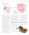 Фото The Cat Encyclopedia 9