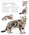 Фото The Cat Encyclopedia 11