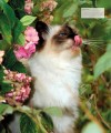 Фото The Cat Encyclopedia 18