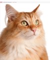 Фото The Cat Encyclopedia 20