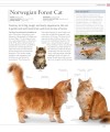 Фото The Cat Encyclopedia 21