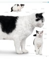Фото The Cat Encyclopedia 15