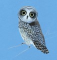 Фото Birds 4