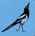 Фото Birds 6