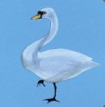 Фото Birds 8