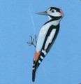 Фото Birds 10