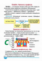 Фото Українська мова. Зручний довідник 1 - 4 класи 7