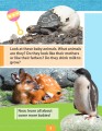 Фото Baby Animals 3