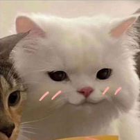 Катя