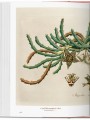 Фото A Garden Eden. Masterpieces of Botanical Illustration 5