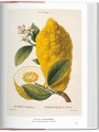 Фото A Garden Eden. Masterpieces of Botanical Illustration 6