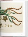 Фото A Garden Eden. Masterpieces of Botanical Illustration 7