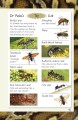 Фото DK Readers 4: Spiders and Other Deadly Animals 5