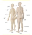 Фото Portuguese-English Visual Bilingual Dictionary 4