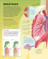 Фото Active Learning. Human Body 5