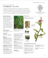 Фото Encyclopedia of Herbal Medicine 8