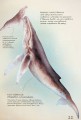Фото Морські тварини світу. Нотатки, малюнки та спостереження про тварин, що живуть в океані 12