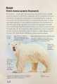Фото Морські тварини світу. Нотатки, малюнки та спостереження про тварин, що живуть в океані 14