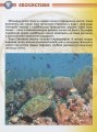 Фото Мешканці морів та океанів 12