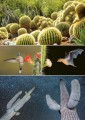 Фото The Green Planet: The Secret Life of Plants 6
