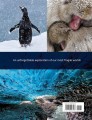 Фото Frozen Planet II: A World of Wonder Beyond the Ice 2