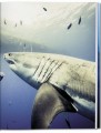 Фото Michael Muller. Sharks 3