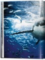 Фото Michael Muller. Sharks 4