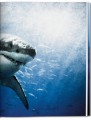 Фото Michael Muller. Sharks 5
