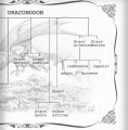 Фото The Ultimate Illustrated Compendium: The Complete Guide to Dragons 8
