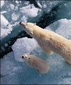 Фото The Science of Animals 17