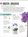 Фото Happy Orchid 3