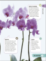 Фото Happy Orchid 4