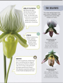 Фото Happy Orchid 6