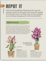 Фото Happy Orchid 7