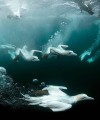 Фото The Science of the Ocean. The Secrets of the Seas Revealed 7