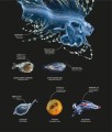 Фото The Science of the Ocean. The Secrets of the Seas Revealed 11